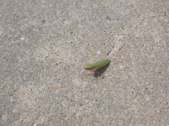 Draeculacephala mollipes