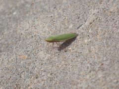 Draeculacephala mollipes