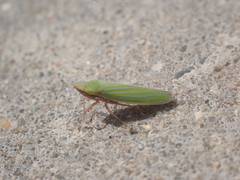 Draeculacephala mollipes