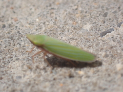 Draeculacephala mollipes