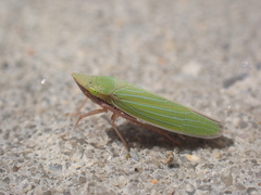 Draeculacephala mollipes