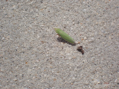 Draeculacephala mollipes