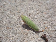 Draeculacephala mollipes