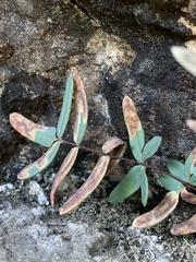 Phytoliriomyza felti