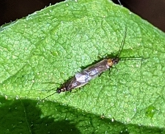 Malthininae