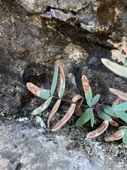 Phytoliriomyza felti