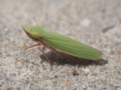 Draeculacephala mollipes