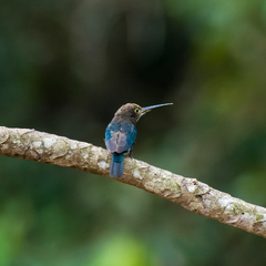 Brachygalba lugubris