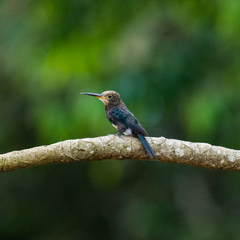 Brachygalba lugubris