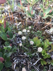 Antennaria monocephala