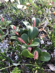 Salix reticulata