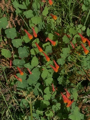 Tropaeolum tuberosum
