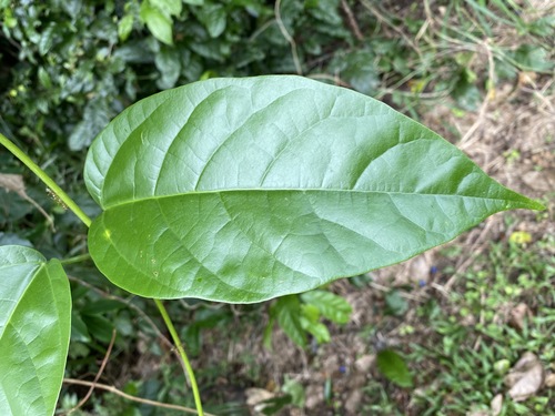 Image of Oxera splendida by (c) Greg Tasney, some rights reserved (CC BY-SA)