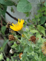 Heterotheca mucronata