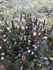 Cassiope tetragona