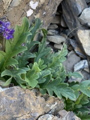 Phacelia lyallii