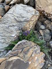 Phacelia lyallii