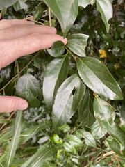 Cryptocarya triplinervis riparia