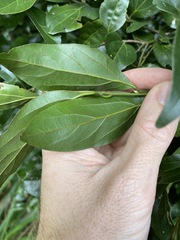 Cryptocarya triplinervis riparia