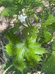 Cnidoscolus maculatus