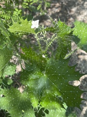 Cnidoscolus maculatus