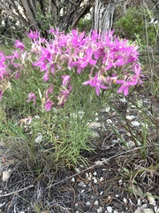 Zeltnera beyrichii
