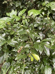 Cryptocarya triplinervis riparia