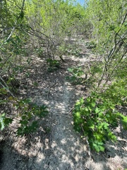 Cnidoscolus maculatus