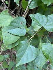 Macaranga involucrata