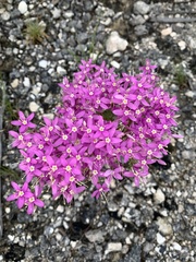 Zeltnera beyrichii