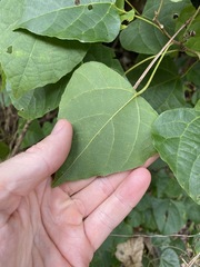 Macaranga involucrata