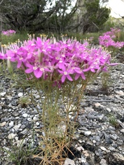 Zeltnera beyrichii