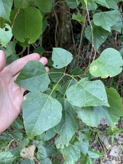 Macaranga involucrata