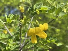 Diphysa occidentalis