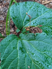 Viburnum edule