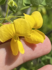 Diphysa occidentalis