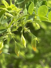 Diphysa occidentalis