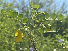 Diphysa occidentalis