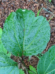 Viburnum edule