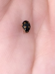 Brachiacantha decempustulata