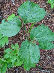 Viburnum edule