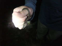 Tantilla melanocephala