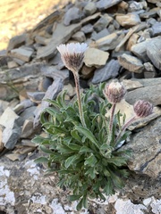 Erigeron trifidus