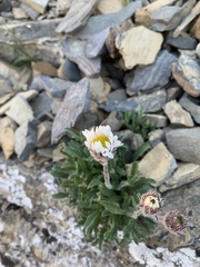 Erigeron trifidus