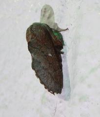 Phyllodesma occidentis