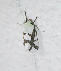 Euerythra phasma