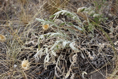 Psephellus turgaicus