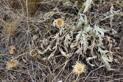 Psephellus turgaicus