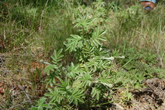 Acaena argentea
