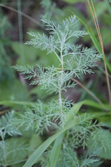 Artemisia macrantha